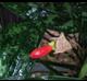 Aglaonema commutatum