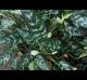 Aglaonema commutatum
