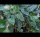 Anthurium andraeanum