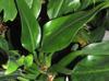 Philodendron martianum