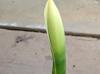Philodendron martianum