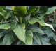 Philodendron martianum