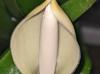 Philodendron martianum