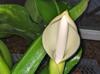 Philodendron martianum