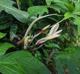 Philodendron pedatum-x-squamiferum