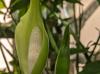 Syngonium podophyllum