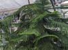 Araucaria heterophylla