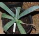 Agave desmettiana