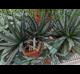Agave victoriae-reginae