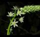 Albuca bracteata