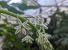 Albuca bracteata