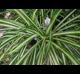 Chlorophytum comosum