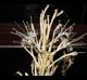 Dracaena angolensis