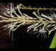 Dracaena angolensis
