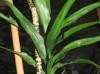 Dracaena angustifolia