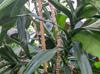 Dracaena angustifolia