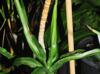 Dracaena angustifolia