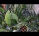 Dracaena masoniana