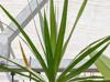 Dracaena reflexa-var-angustifolia