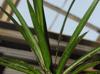 Dracaena reflexa-var-angustifolia