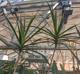 Dracaena reflexa-var-angustifolia