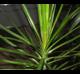 Dracaena reflexa-var-angustifolia