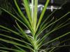 Dracaena reflexa-var-angustifolia