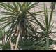 Dracaena reflexa-var-angustifolia