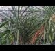 Yucca sp