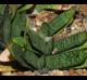 Gasteria brachyphylla