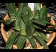 Gasteria brachyphylla