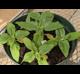 Helianthus annuus