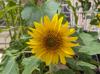Helianthus annuus