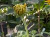 Rudbeckia sp