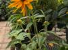 Rudbeckia sp