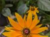 Rudbeckia sp