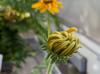 Rudbeckia sp