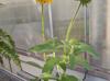 Rudbeckia sp