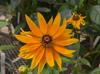 Rudbeckia sp