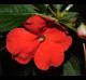 Impatiens walleriana