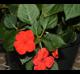 Impatiens walleriana