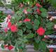 Impatiens walleriana