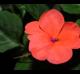 Impatiens walleriana