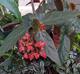 Begonia coccinea