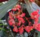 Begonia coccinea