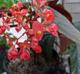 Begonia coccinea