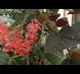 Begonia coccinea