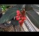 Begonia coccinea