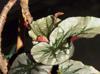 Begonia sp