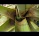 Ananas comosus